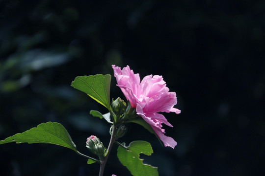 木槿花