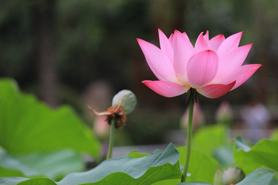 荷花 莲花