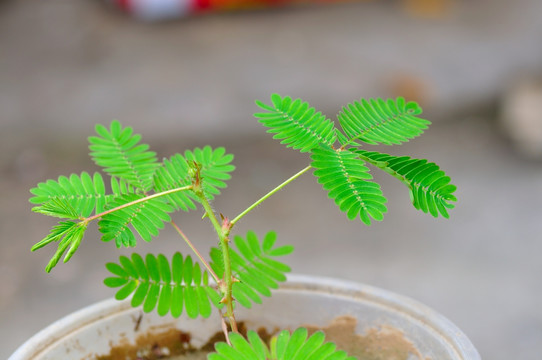 含羞草