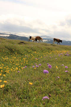 开满山花的草坡和牛群
