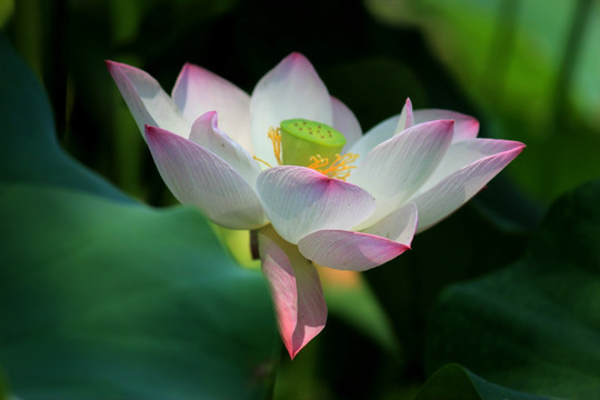 莲花