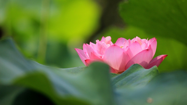 荷花池