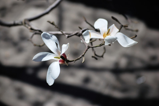 北京潭柘寺玉兰花