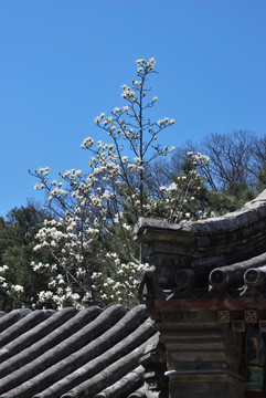 北京潭柘寺玉兰花