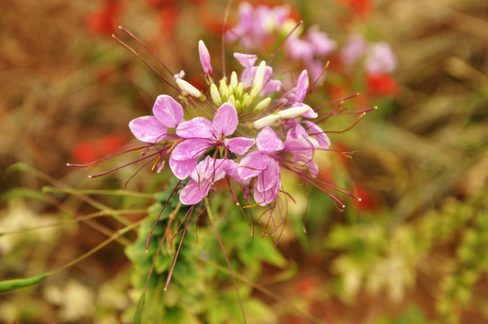 鲜花 串串红