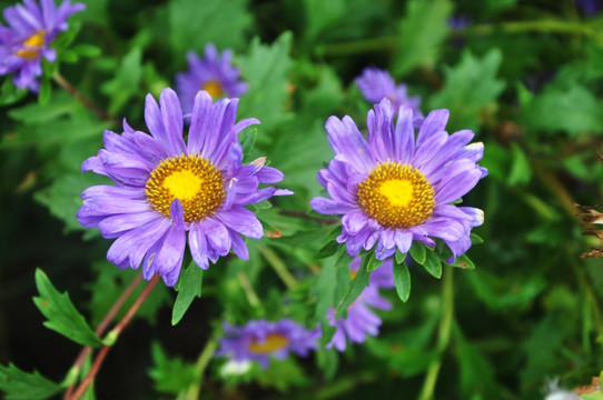 鲜花 太阳花