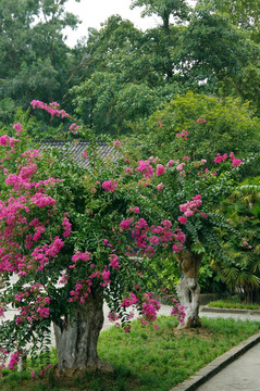 园林 高清花卉摄影 紫薇树