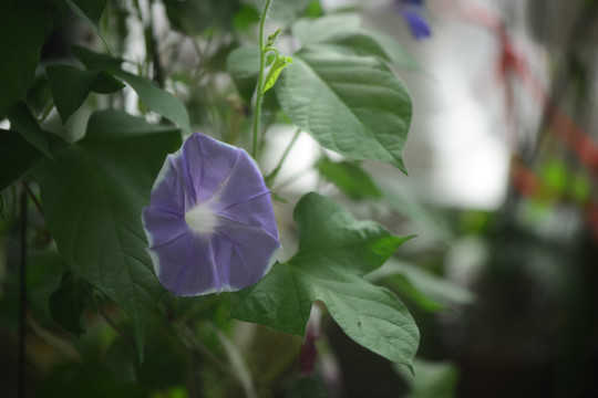牵牛花 蓝紫色白边 家庭园艺