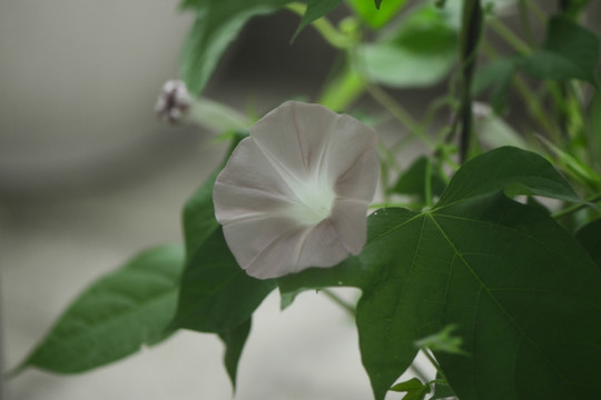 牵牛花 茶色 家庭园艺