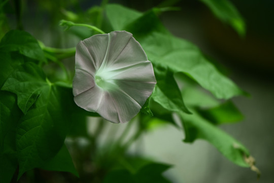 茶色 牵牛花