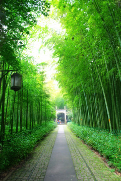 竹林