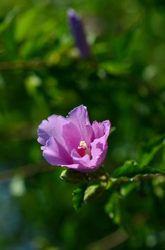 木槿花