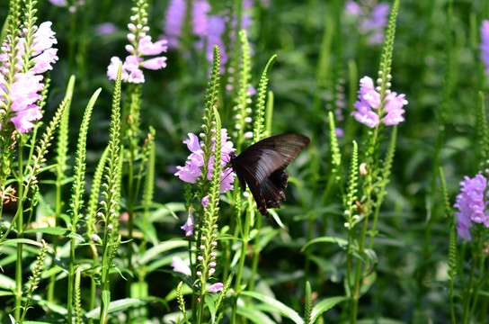 假龙头花和黑蝴蝶