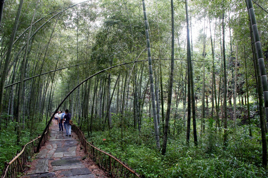 黄山黟县打鼓岭竹林