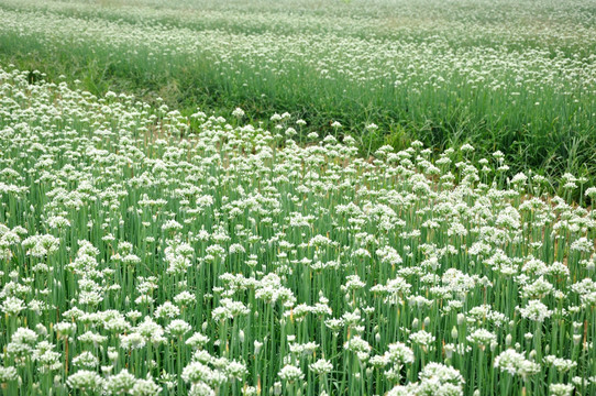 有机韭菜花种植