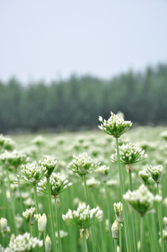 原生态韭菜花田