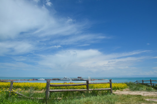 青海湖 油菜花