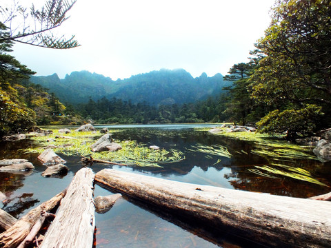 高山湖泊 枯木