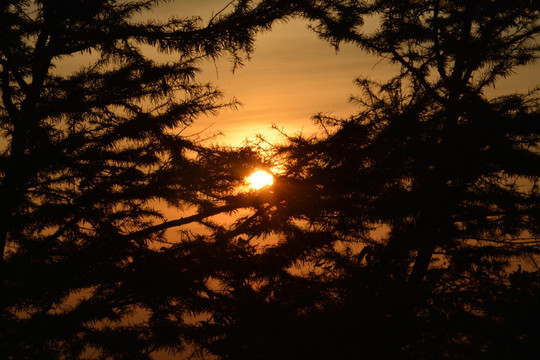日出与树木