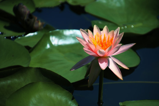 莲花