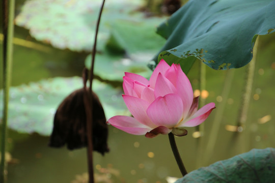 荷花