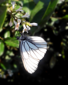 白蝴蝶