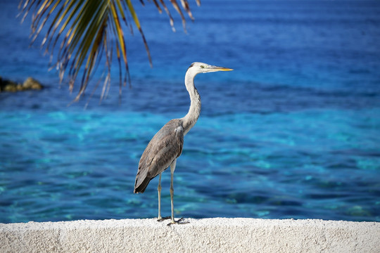 海边大鸟苍鹭