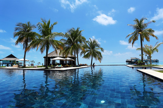 马尔代夫海滨泳池椰树风光