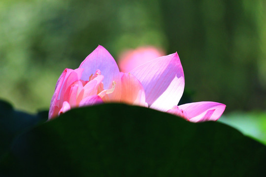 荷花花瓣