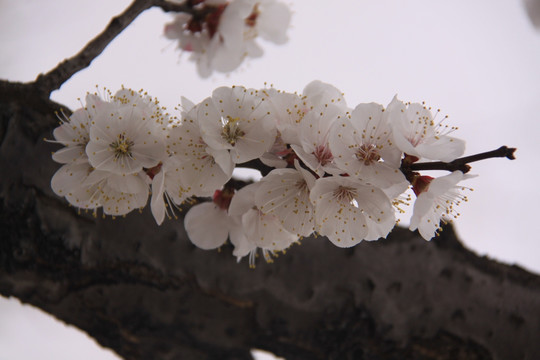 桃花