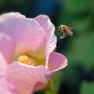 木槿花蜜蜂