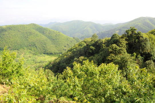 青山 群山