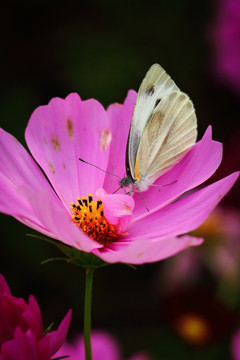 格桑花