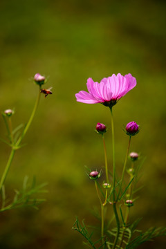 格桑花