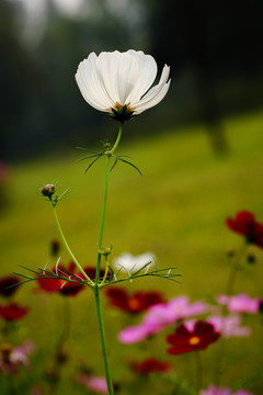 格桑花