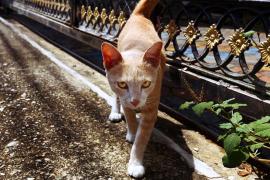 泰国野猫