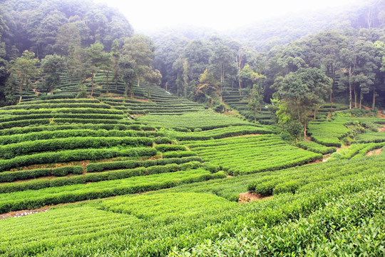 茶园 山茶