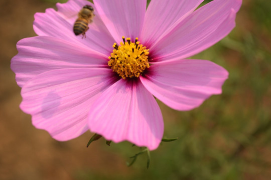 波斯菊