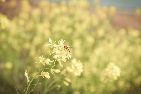 蜜蜂在油菜花上