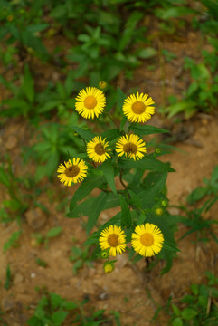 小黄花
