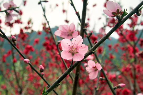 桃花