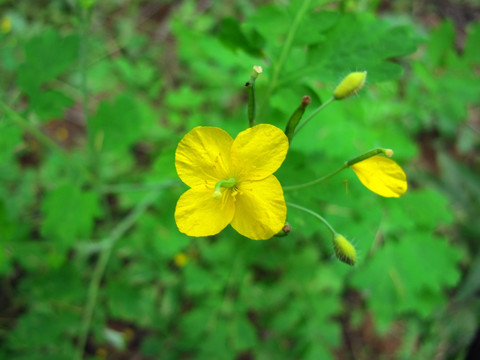 白屈菜