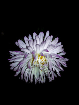 黑夜里的紫尖白翠菊花