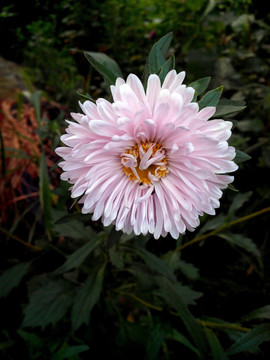 粉白色的翠菊花