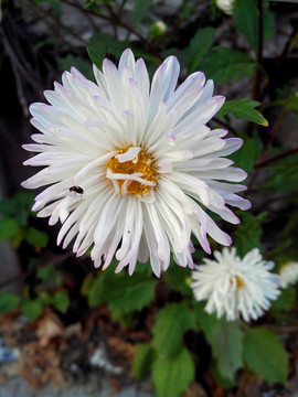 紫尖白翠菊花与甲壳虫