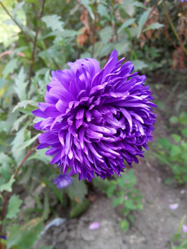 蓝紫色翠菊花