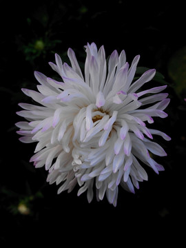 黑夜里的白翠菊花