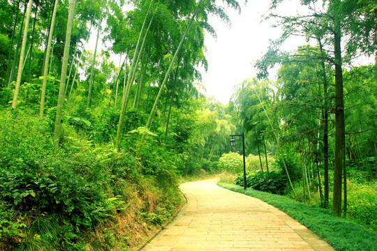 竹林小道 竹子 林中小路