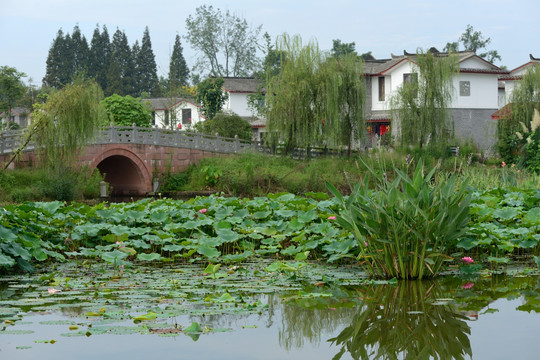 三道堰青杠树村荷花池塘