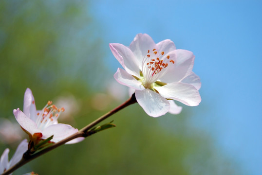 桃花 春天 杏花 花卉 花